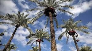 خوزستان؛ قطب تولید و صادرات خرما کشور