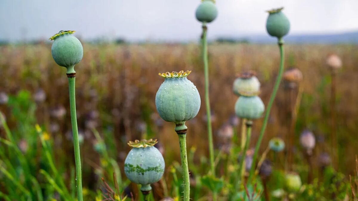 پاسخ غذا و دارو به نگرانی‌ها درباره کشت خشخاش در کشور