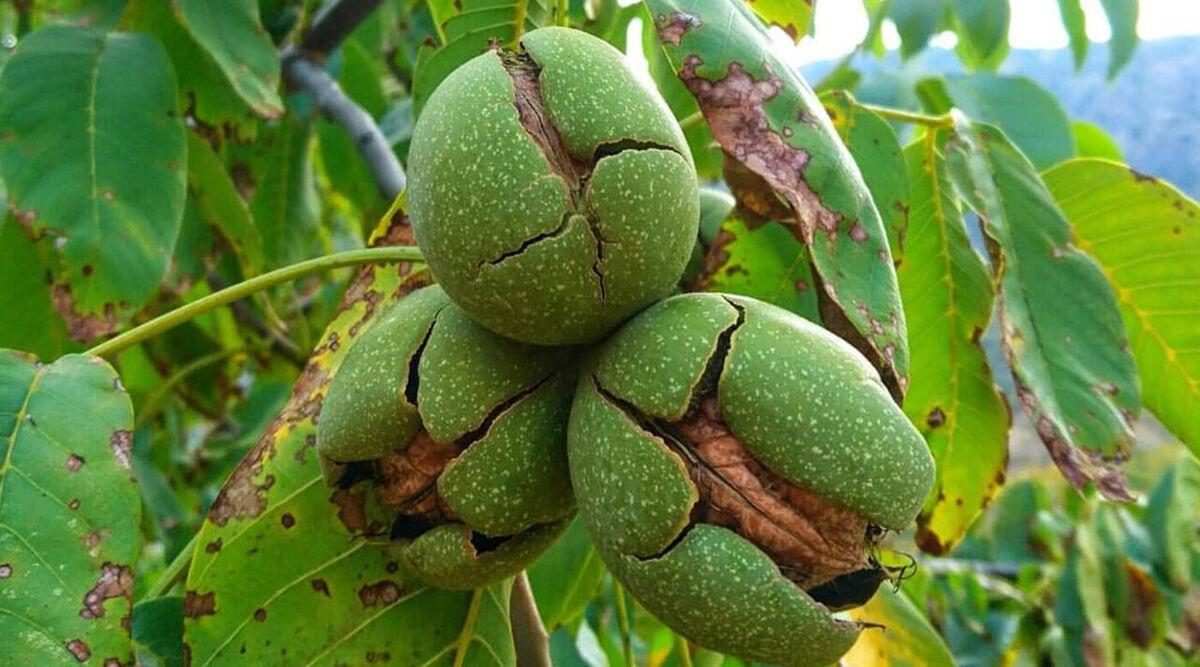 گردوی کوچکی که مردی بزرگ را بیدار کرد