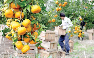 مرکبات مازندران، تشنه تسهیل صادرات