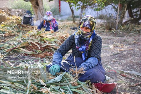 عکس منتخب هفته