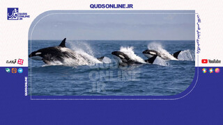 فیلم | حمله نهنگ ها به قایق گردشگران در سواحل پرتغال