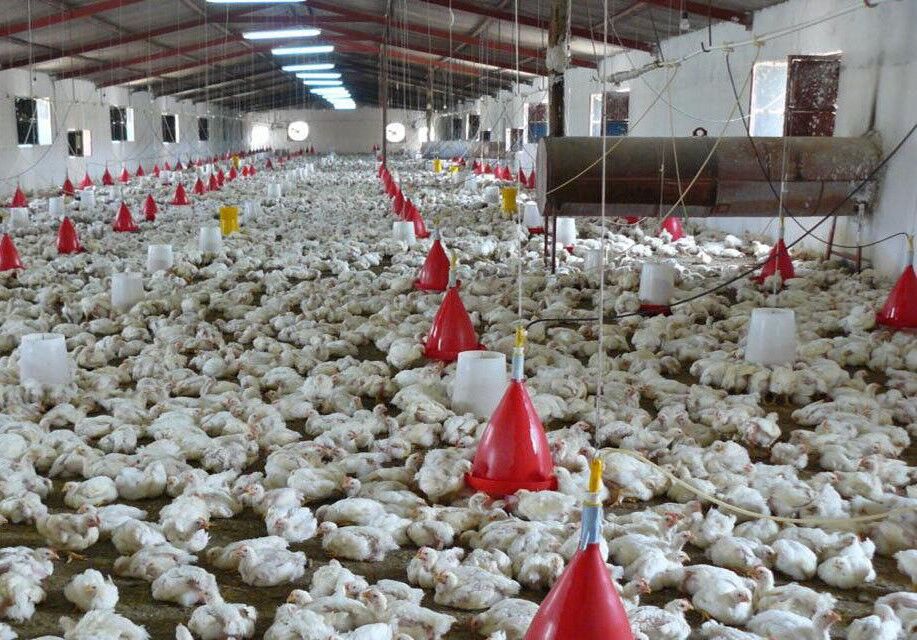 رییس سازمان دامپزشکی: کشور در زمینه تولید گوشت سفید به خوداتکایی رسیده است