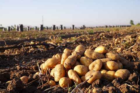 ۲۲۰ هزار تن سیب زمینی زنجان روانه بازار می‌شود