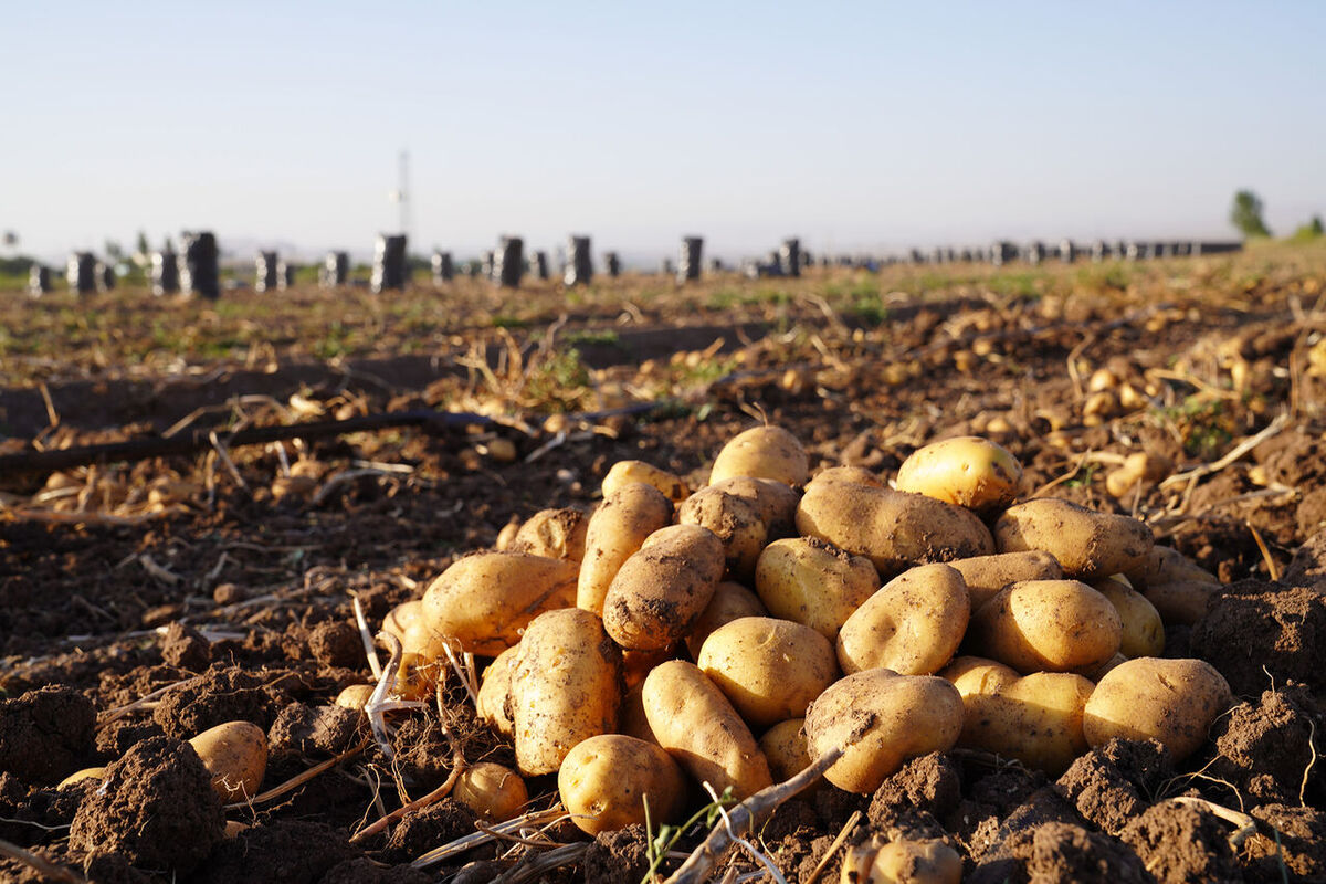 ۲۲۰ هزار تن سیب زمینی زنجان روانه بازار می‌شود