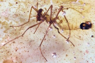 کشف حشراتی از عصر دایناسورها