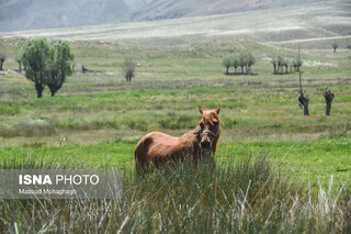 منطقه ییلاقی «دشت سفید»