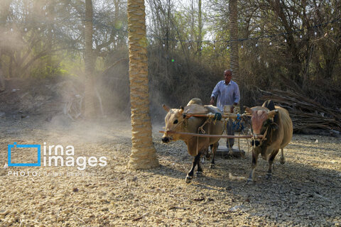 جشنواره «نوروز زراعی» در روستای دیرستان