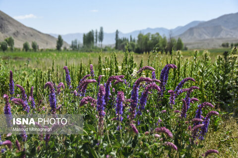 منطقه ییلاقی «دشت سفید»
