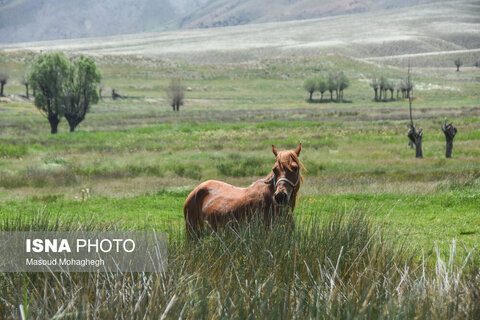 منطقه ییلاقی «دشت سفید»