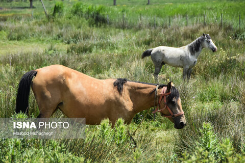 منطقه ییلاقی «دشت سفید»