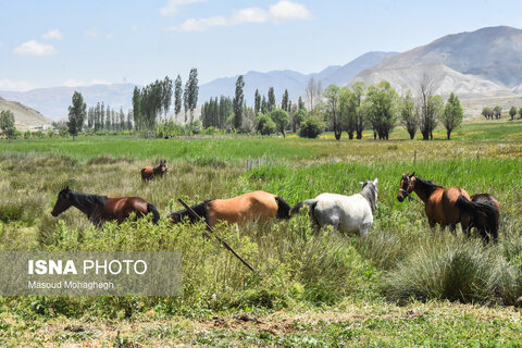 منطقه ییلاقی «دشت سفید»