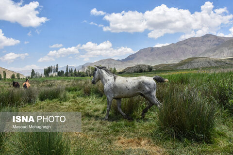 منطقه ییلاقی «دشت سفید»