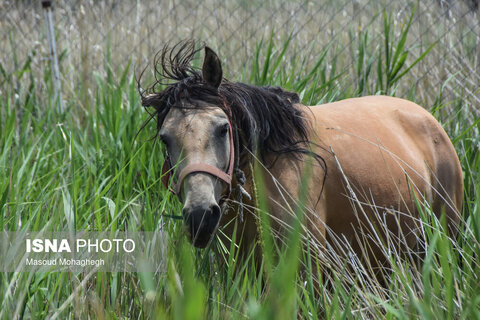 منطقه ییلاقی «دشت سفید»