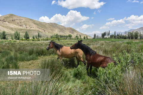 منطقه ییلاقی «دشت سفید»