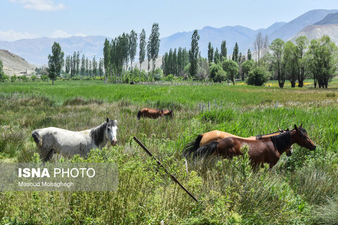 منطقه ییلاقی «دشت سفید»