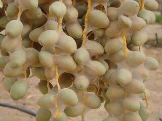 هشدار نسبت به طغیان آفات و بیماری‌های درخت خرما در خوزستان