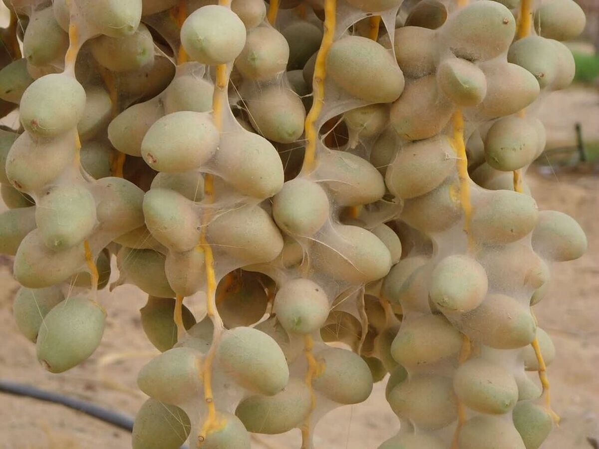 هشدار نسبت به طغیان آفات و بیماری‌های درخت خرما در خوزستان