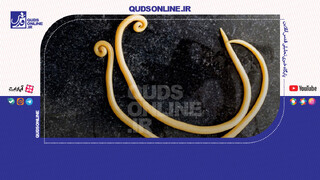 فیلم | تأیید خروج کرم آسکاریس از معده یک بیمار افغانستانی در کهنوج