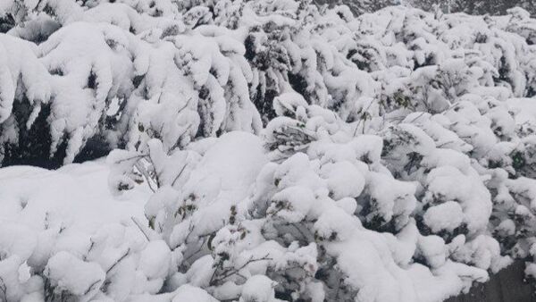 ارتفاع برف در ورزقان به بیش از ۱۰ سانتی‌متر رسید