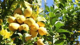 لیمو ترش باشت کهگیلویه و بویراحمد؛ در سایه خشکسالی و نبود صنایع تبدیلی