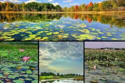 لب مازندران با باران تر شد