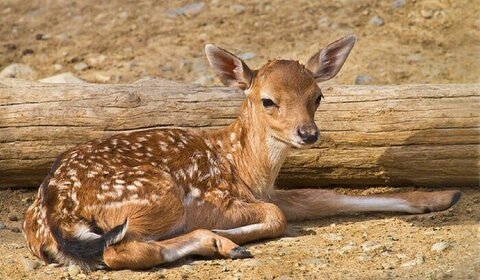 تولد خارج از فصل یک رأس گوساله گوزن زرد ایرانی در خاتم