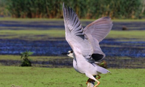 لب مازندران با باران تر شد