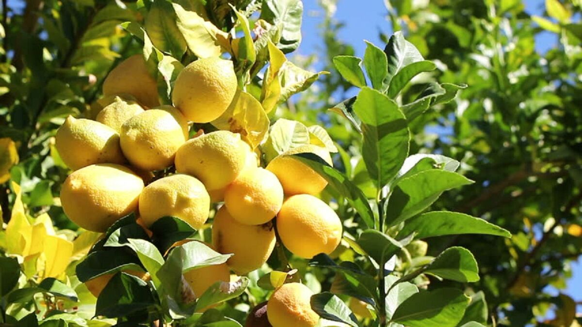 لیمو ترش باشت کهگیلویه و بویراحمد؛ در سایه خشکسالی و نبود صنایع تبدیلی