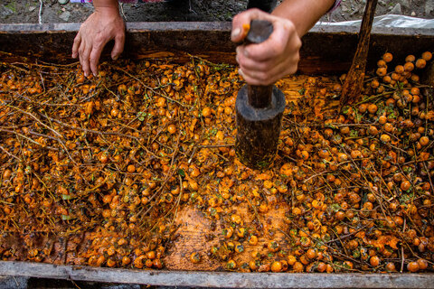پاییز، فصل دوشاب‌پزی در گیلان و مازندران هم هست/ طعم شیرین جنگل