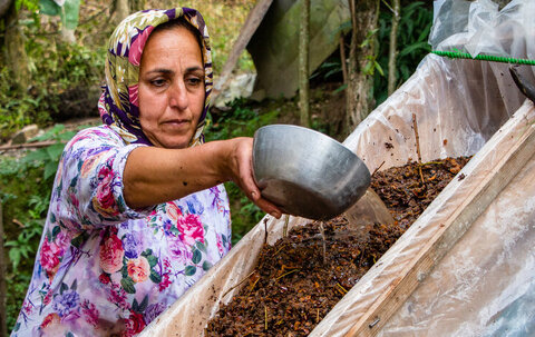 پاییز، فصل دوشاب‌پزی در گیلان و مازندران هم هست / طعم شیرین جنگل