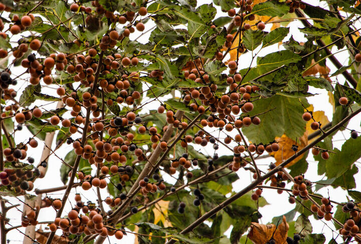 پاییز، فصل دوشاب‌پزی در گیلان و مازندران هم هست / طعم شیرین جنگل