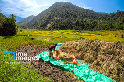 عکس منتخب هفته