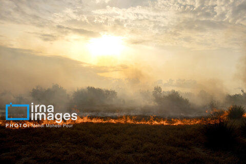 آتش سوزی در «تالاب میانکاله»