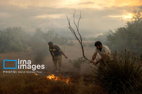 آتش سوزی در «تالاب میانکاله»