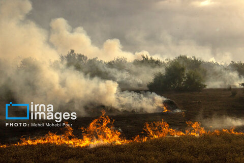 آتش سوزی در «تالاب میانکاله»
