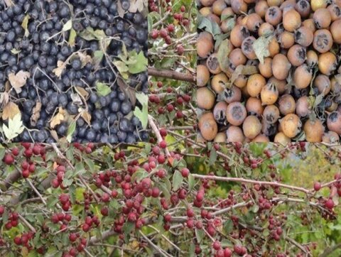 میوههای جنگلی؛ طلای پائیزی مازندران