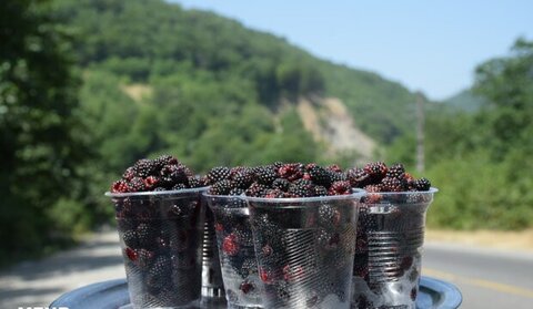 میوههای جنگلی؛ طلای پائیزی مازندران