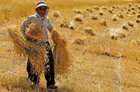 آغاز فصل برکت؛ خرید گندم در خراسان شمالی کلید خورد