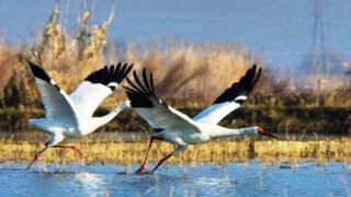 تالاب فریدونکنار همچنان چشم‌انتظار «امید» است