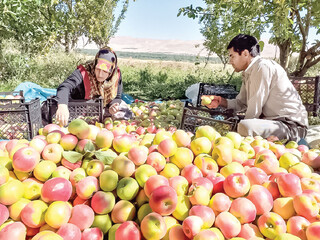 باغداران کهگیلویه و بویراحمد ضرر می‌دهند
