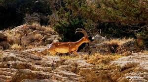 آغاز عملیات ویژه قضایی برای نجات "جهان‌نما"