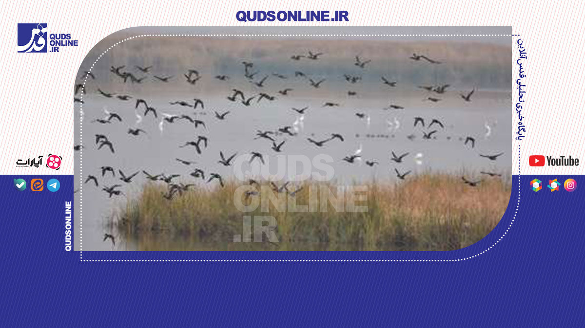 فیلم | بهشت پرندگان مهاجر در آسمان بروجن