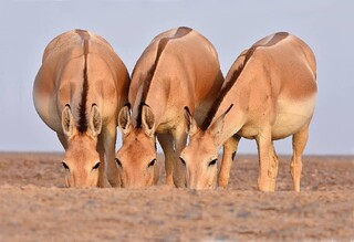 راه به‌روی گورهای ایرانی بسته شده است/ تلاش محیط زیست برای بازگشایی مسیر عبور