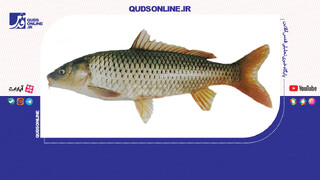 فیلم | پرورش کپور با پول مردم!