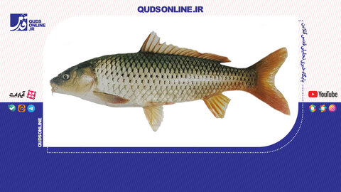 پرورش کپور با پول مردم!