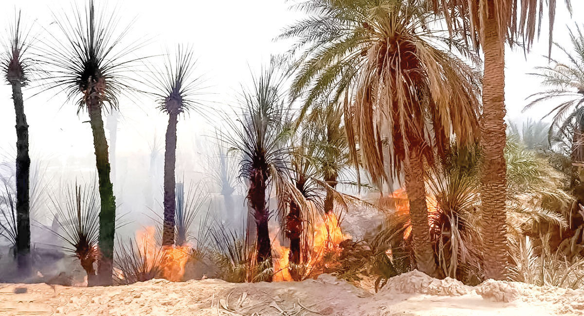 نخل‌های آبادان در آتش بی‌تدبیری می‌سوزند