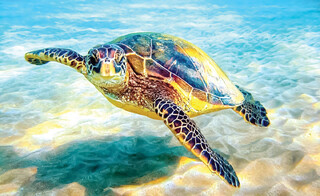 لاکپشت‌های سواحل جنوبی ایران در لاک انقراض