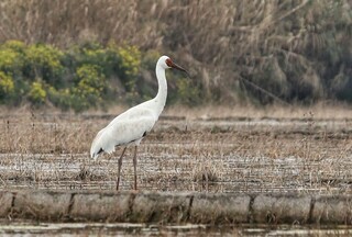 مازندران ایستاده برای امید
