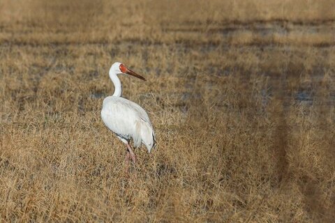 مازندران ایستاده برای امید